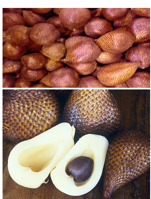 Snake Fruit (Salacca Zalacca)