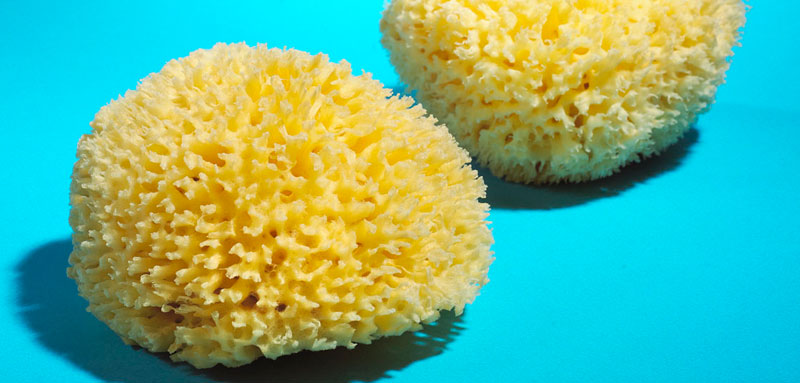 Wool Sponges