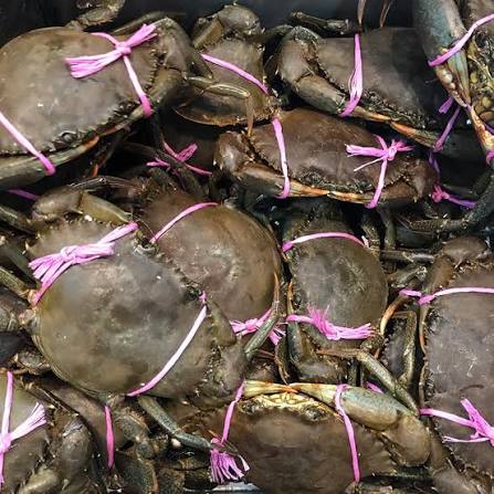 Live Mud Crabs For Sale All Round The Year
