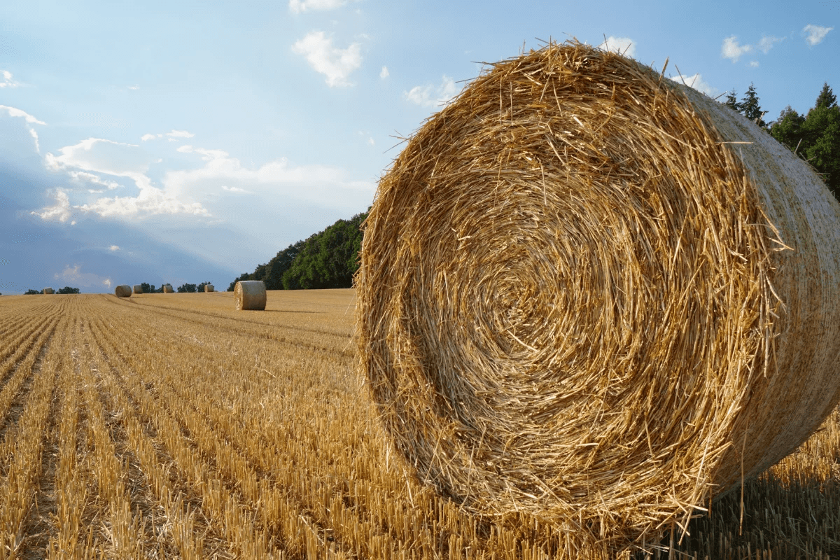 Animal Feed & Forage / Rhodes Grass Hay - photo 5