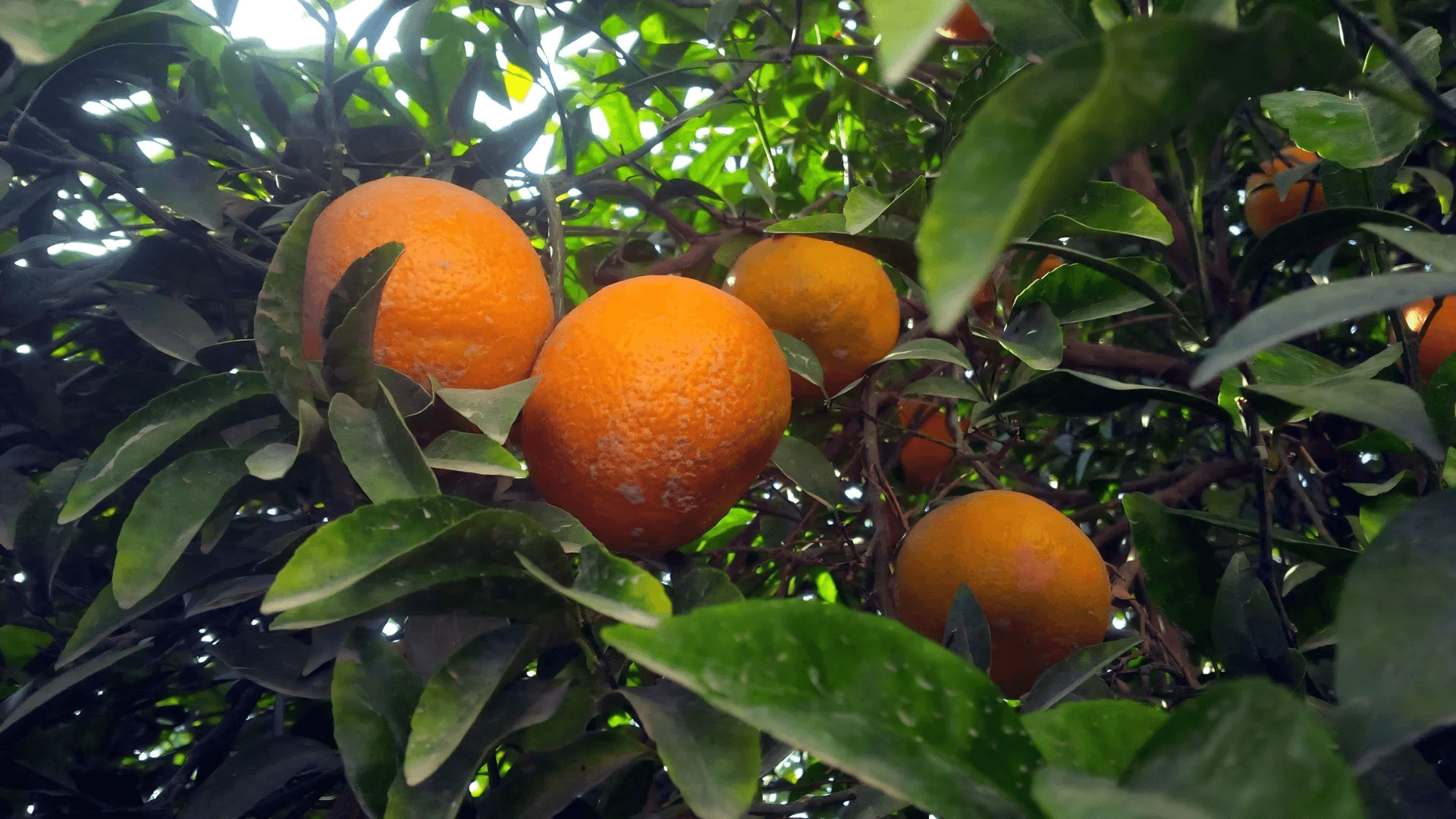 Fresh Fruits from Pakistan - photo 6