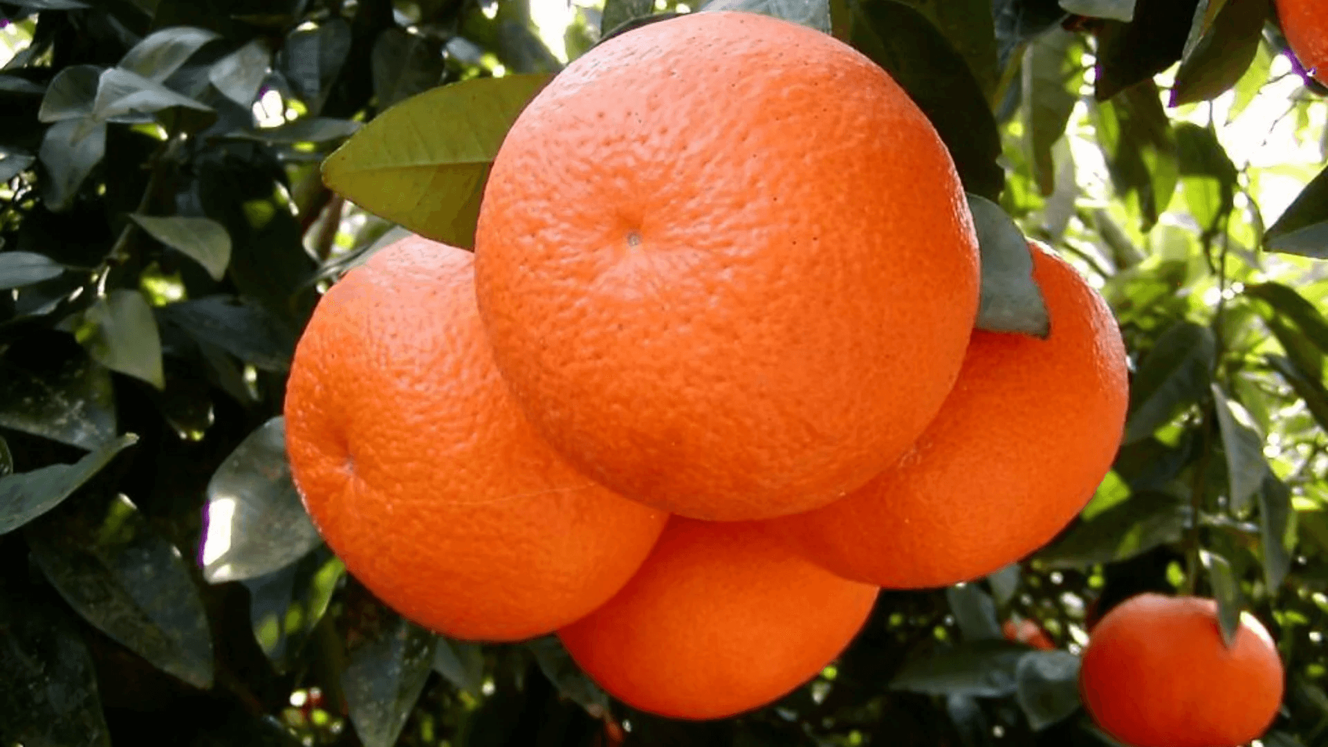 Fresh Fruits from Pakistan - photo 4