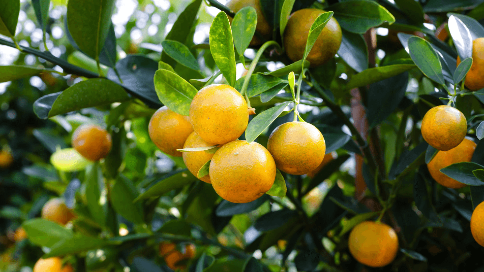 Fresh Fruits from Pakistan - photo 3