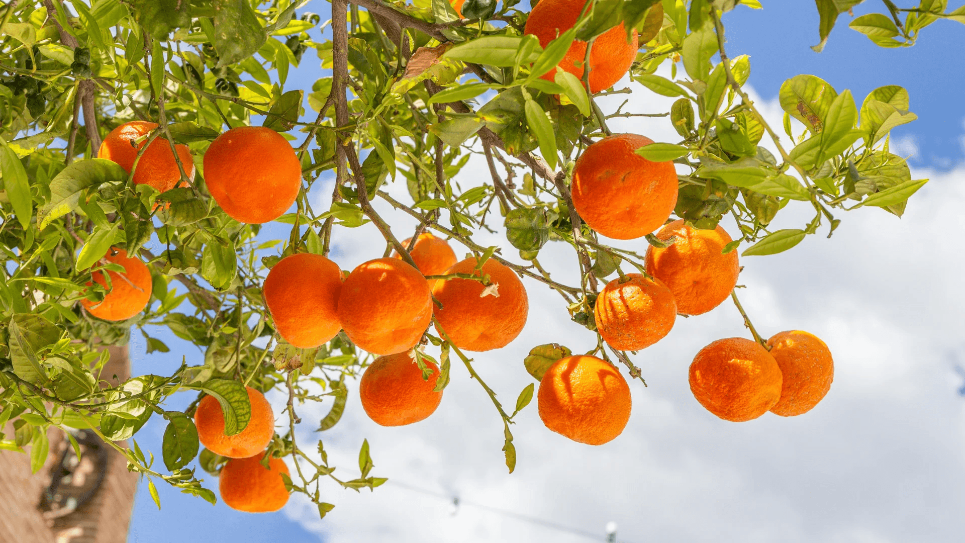 Fresh Fruits from Pakistan - photo 5