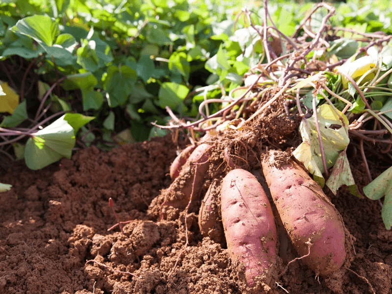 Fresh Vegetables from Pakistan - photo 5