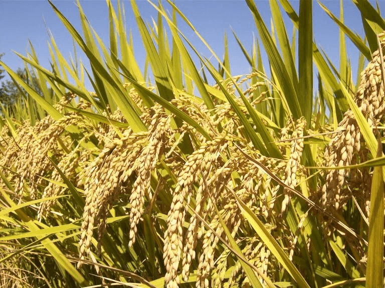 PK-386 Long Grain Rice - photo 2