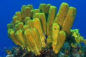 Yellow Sponge