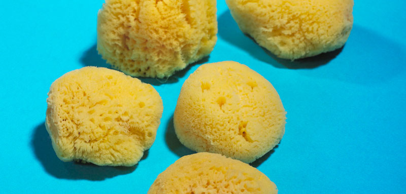 Hardhead Sponges