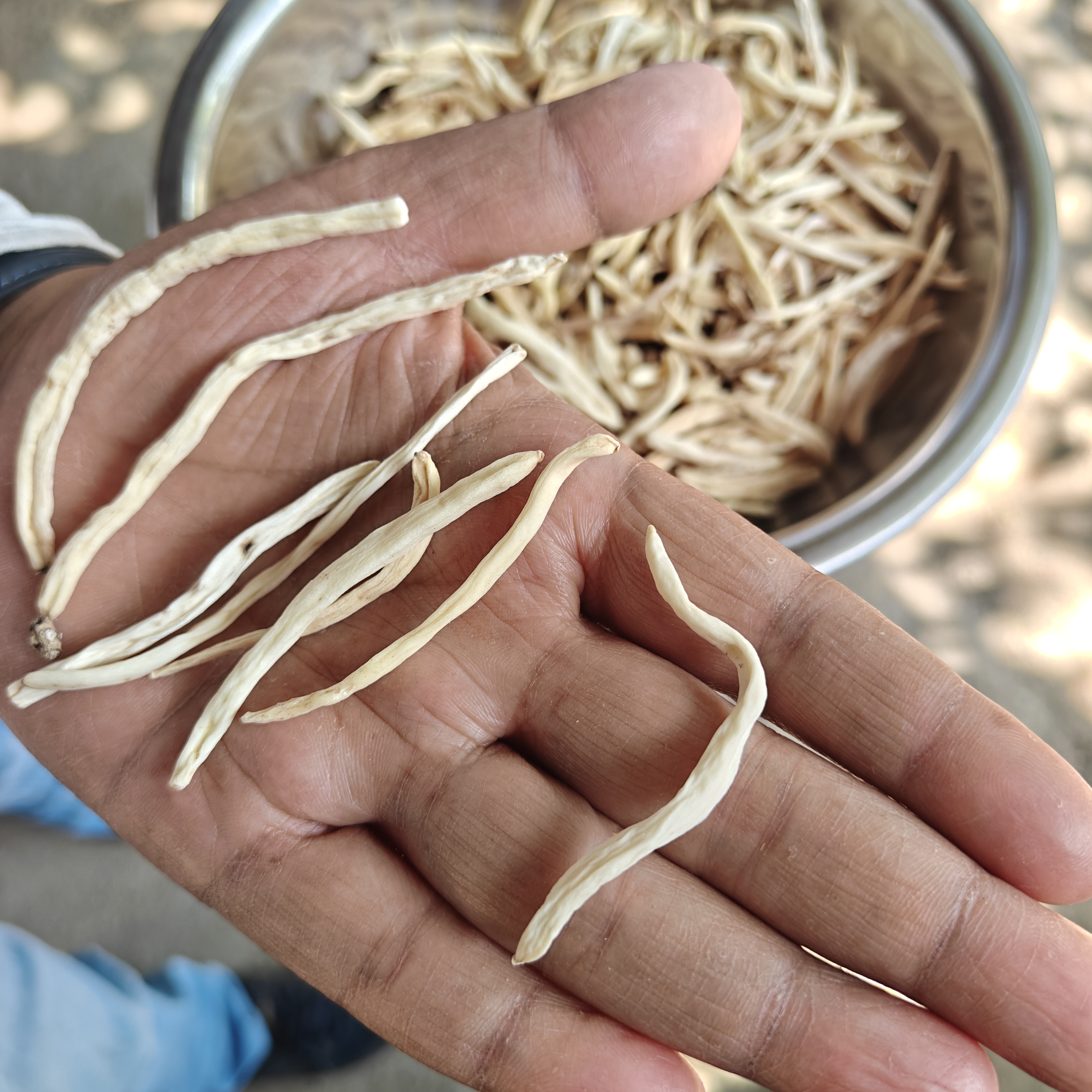 White Musli (Safed Musli)  Roots